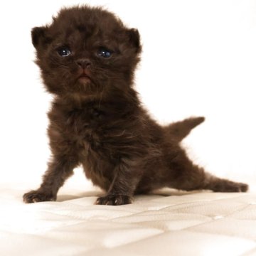 セルカークレックス【静岡県・男の子・2025年12月4日・ブラック (巻き毛)（ショートヘアー　（巻き毛））】の写真「12月20日初掲載！かわいい子に育ちそうです。」