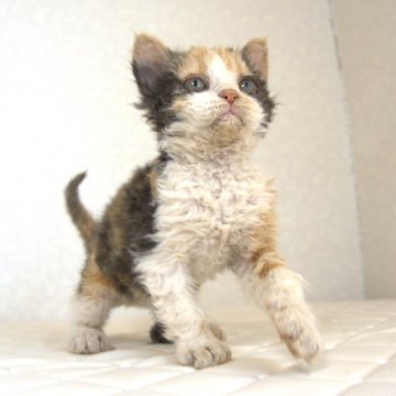 セルカークレックス【静岡県・女の子・2025年5月28日・キャリコ 三毛猫（カーリーヘア　セミロング）】の写真「8月10日写真更新。毛のクリクリ度合いが凄い子です」