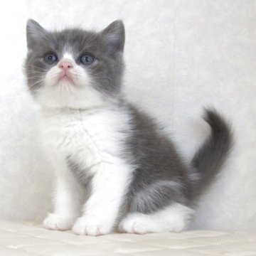 ブリティッシュショートヘア【静岡県・男の子・2025年9月27日・ブルー&ホワイト（ショートへア）】の写真「11月12日写真更新。良い子に育っています。」