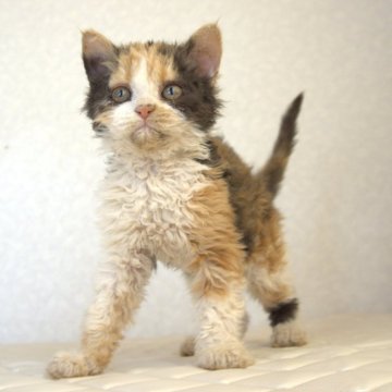 セルカークレックス【静岡県・女の子・2025年5月28日・キャリコ 三毛猫（カーリーヘア　セミロング）】の写真「8月25日写真更新。毛のクリクリ度合いが凄い子です」