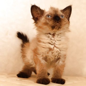 セルカークレックス【静岡県・女の子・2025年9月26日・シールポイント（ショートヘアー　（巻き毛））】の写真「12月6日写真更新。良い子に育っています。」