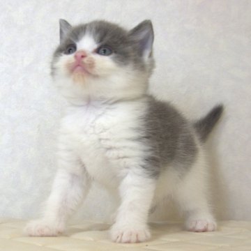 ブリティッシュショートヘア【静岡県・男の子・2025年9月27日・ブルー&ホワイト（ショートへア）】の写真「11月2日写真更新。良い子に育っています。」