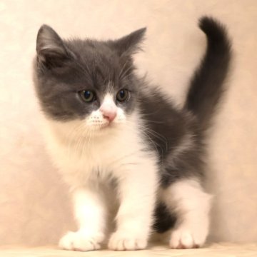 ブリティッシュショートヘア【静岡県・男の子・2025年9月27日・ブルー&ホワイト（ショートへア）】の写真「12月13日写真更新。良い子に育っています。」