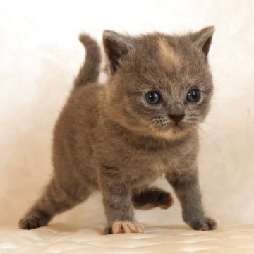 ブリティッシュショートヘア【静岡県・女の子・2025年11月17日・ブルークリーム（ショートへア）】の写真「12月16日写真更新。メチャ可愛い子に育ちそうです」