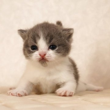 ブリティッシュショートヘア【静岡県・男の子・2025年11月17日・ブルー&ホワイト（ショートへア）】の写真「12月11日写真更新。メチャ可愛い子に育ちそうです」