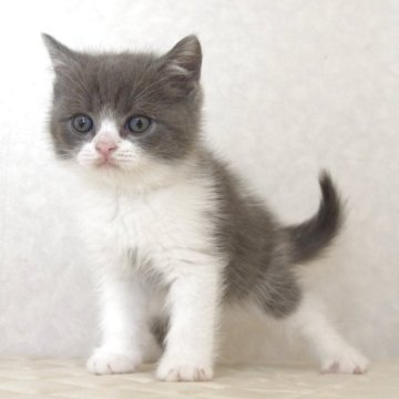 ブリティッシュショートヘア【静岡県・男の子・2025年9月27日・ブルー&ホワイト（ショートへア）】の写真「11月17日写真更新。良い子に育っています。」