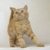 セルカークレックス