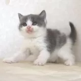 ブリティッシュショートヘア