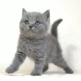 ブリティッシュショートヘア