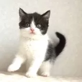 ブリティッシュショートヘア