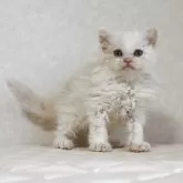 セルカークレックス