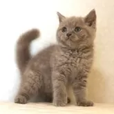 ブリティッシュショートヘア
