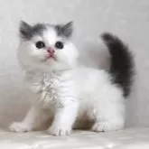 ブリティッシュロングヘア