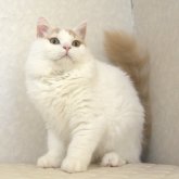 ブリティッシュロングヘア