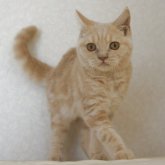 ブリティッシュショートヘア