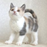 ブリティッシュショートヘア