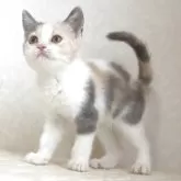 ブリティッシュショートヘア
