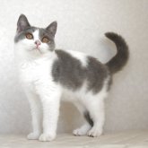 ブリティッシュショートヘア