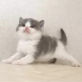ブリティッシュショートヘア