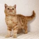 ブリティッシュショートヘア