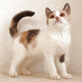 ブリティッシュショートヘア