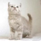 ブリティッシュショートヘア