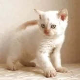 セルカークレックス【静岡県・女の子・2025年12月16日・クリームポイント】の写真1