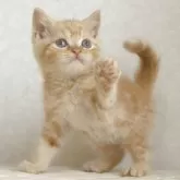 ブリティッシュショートヘア