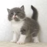 ブリティッシュショートヘア