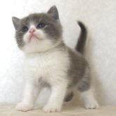 ブリティッシュショートヘア