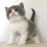 ブリティッシュショートヘア