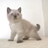 セルカークレックス