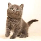 ブリティッシュショートヘア