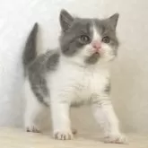 ブリティッシュショートヘア