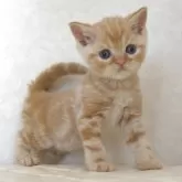 ブリティッシュショートヘア