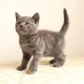 ブリティッシュショートヘア