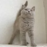 ブリティッシュショートヘア