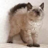 セルカークレックス