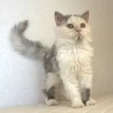 セルカークレックス