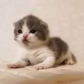 ブリティッシュショートヘア