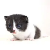 ブリティッシュショートヘア