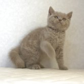 ブリティッシュショートヘア