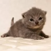 ブリティッシュショートヘア