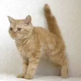 セルカークレックス