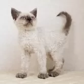 セルカークレックス