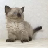 セルカークレックス