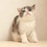ブリティッシュショートヘア
