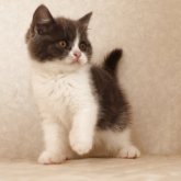 ブリティッシュショートヘア