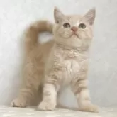 ブリティッシュショートヘア