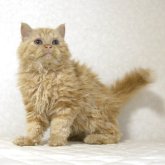 セルカークレックス